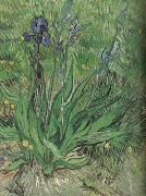 Vincent Van Gogh The Iris (nn04) china oil painting reproduction